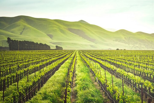 Luxury Wine Tour in Washington DC